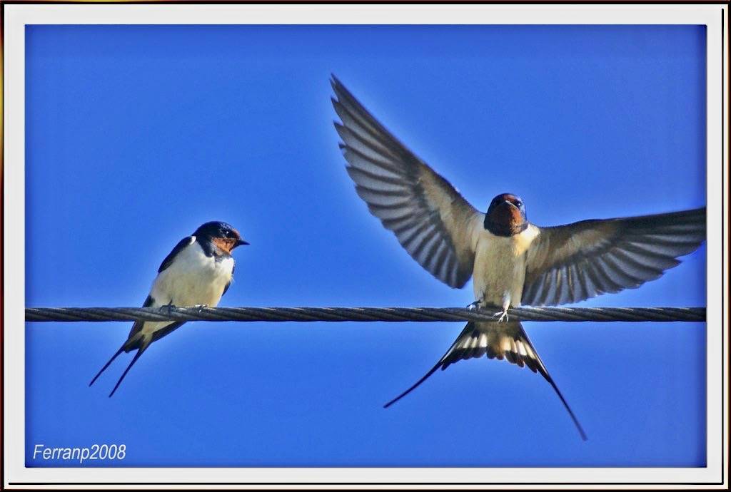 golondrina común 08 - oreneta vulgar - barn swallow - hirundo rustica by ferran pestaña is licensed under CC BY-SA 2.0